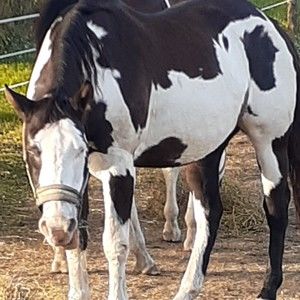 Meet your Posher, Sherri